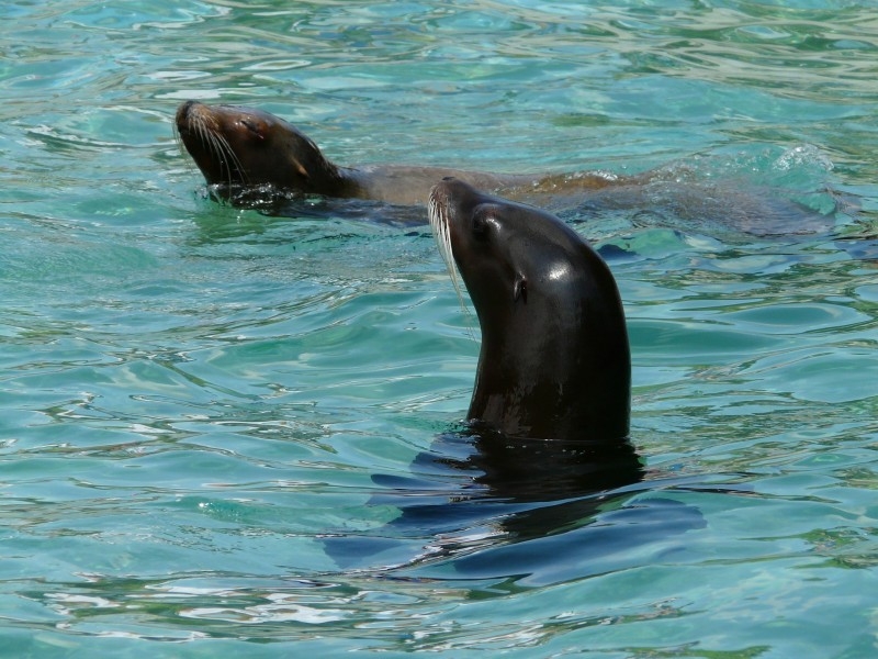 点击大图看下一张：海洋公园动物小海狮图片