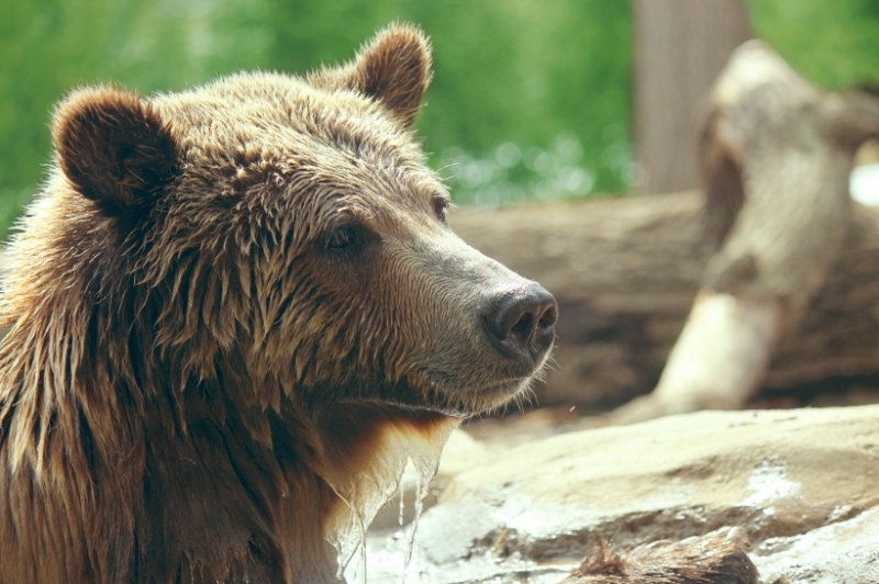 点击大图看下一张：水中嬉戏的美国棕熊图片