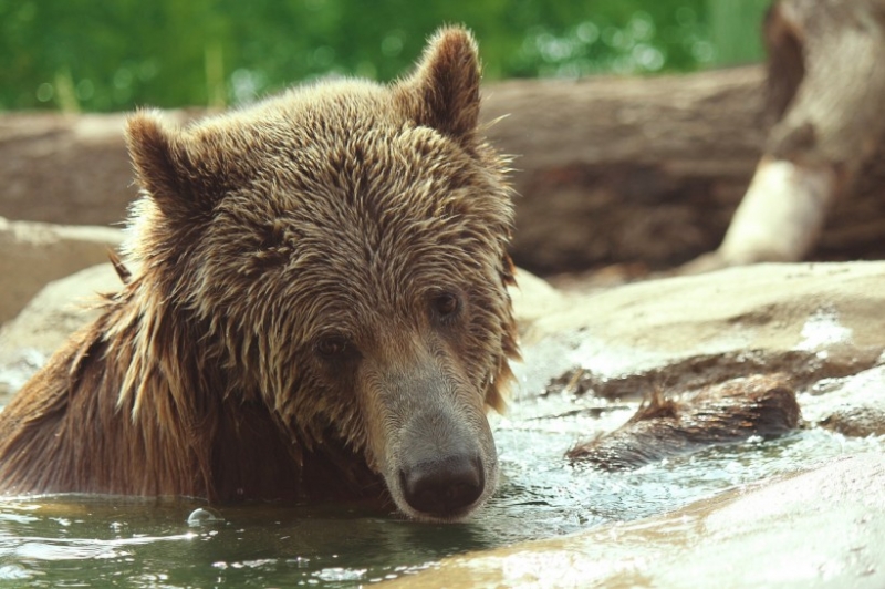 点击大图看下一张：水中嬉戏的美国棕熊图片