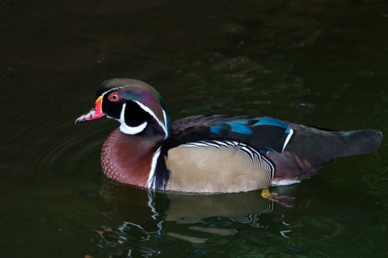 点击大图看下一张：中嬉戏的鸭子图片