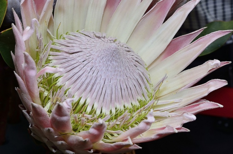 点击大图看下一张：帝王花图片