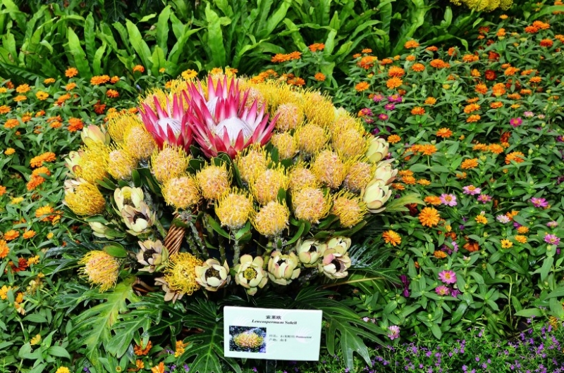 点击大图看下一张:帝王花图片