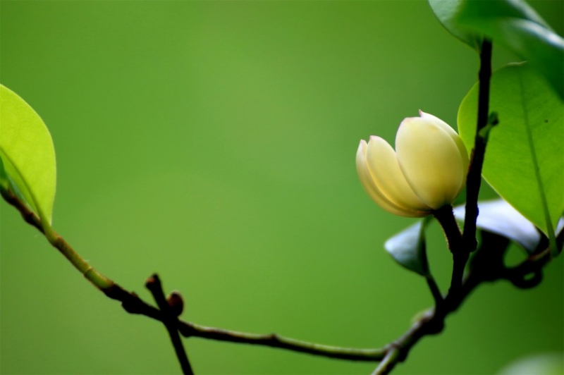 点击大图看下一张：含笑花图片