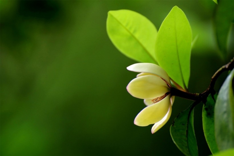 点击大图看下一张：含笑花图片