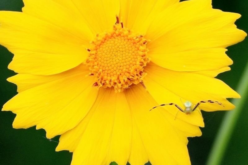 点击大图看下一张：黄色的金鸡菊图片