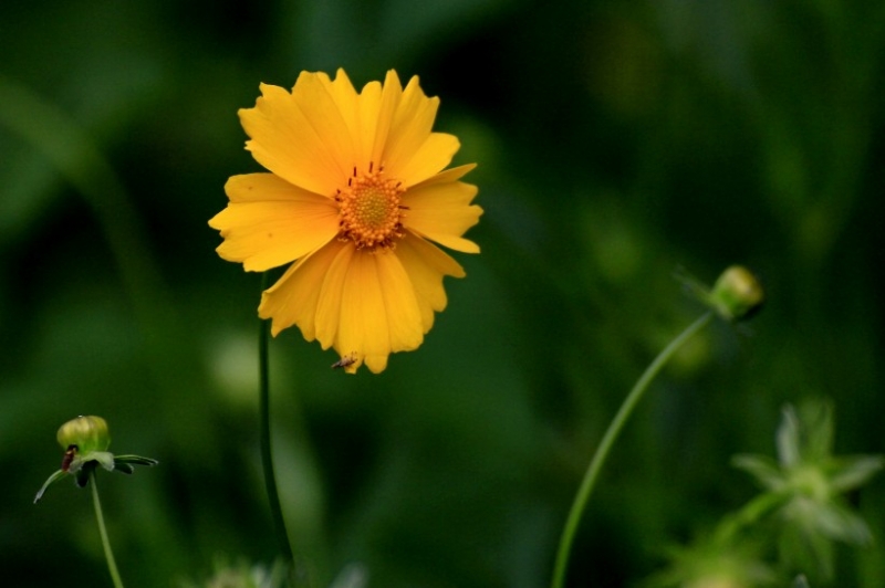 点击大图看下一张:黄色的金鸡菊图片