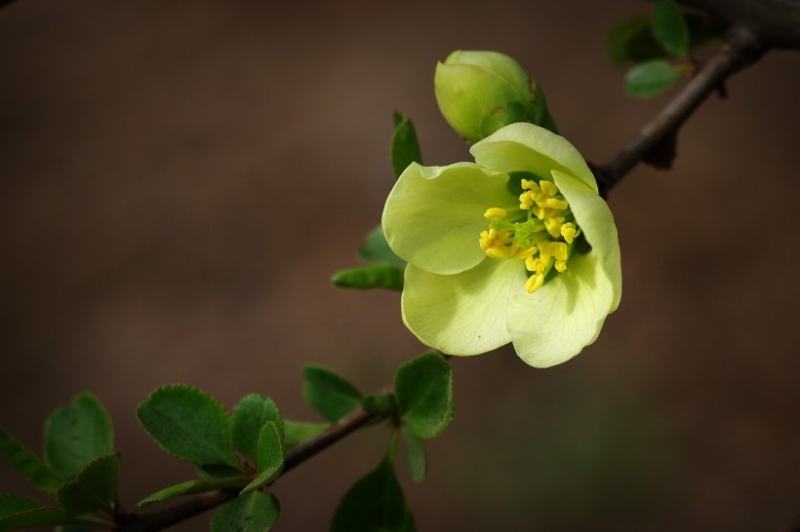 点击大图看下一张：绿色贴梗海棠图片