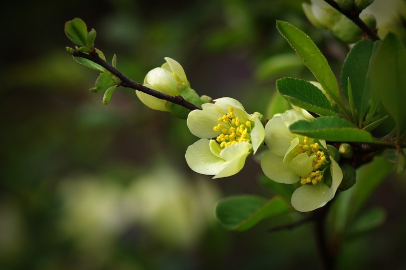 点击大图看下一张：绿色贴梗海棠图片