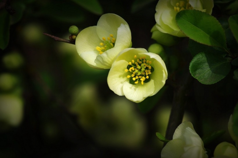 点击大图看下一张：绿色贴梗海棠图片