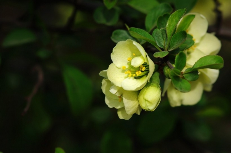 点击大图看下一张：绿色贴梗海棠图片