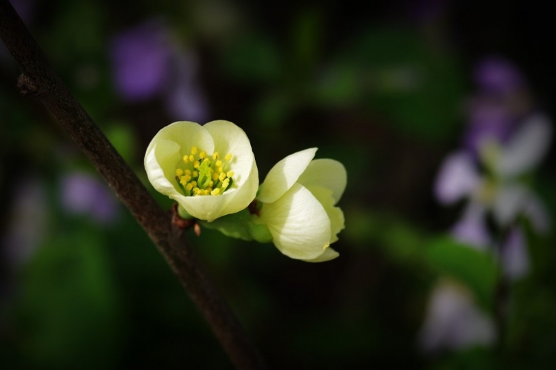 点击大图看下一张：绿色贴梗海棠图片