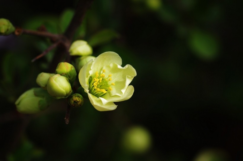 点击大图看下一张：绿色贴梗海棠图片
