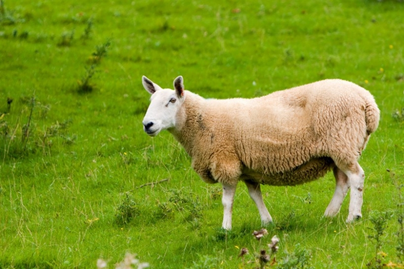 点击大图看下一张：澳大利亚萌萌的绵羊图片