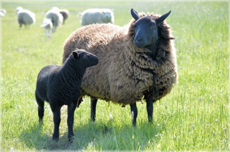 点击大图看下一张：澳大利亚萌萌的绵羊图片
