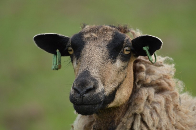 点击大图看下一张：澳大利亚萌萌的绵羊图片