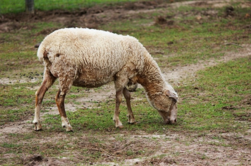 点击大图看下一张:澳大利亚萌萌的绵羊图片