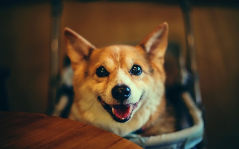 点击大图看下一张：呆萌纯种小柯基犬图片欣赏