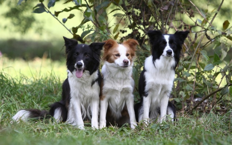 点击大图看下一张：可爱的边境牧羊犬摄影图片