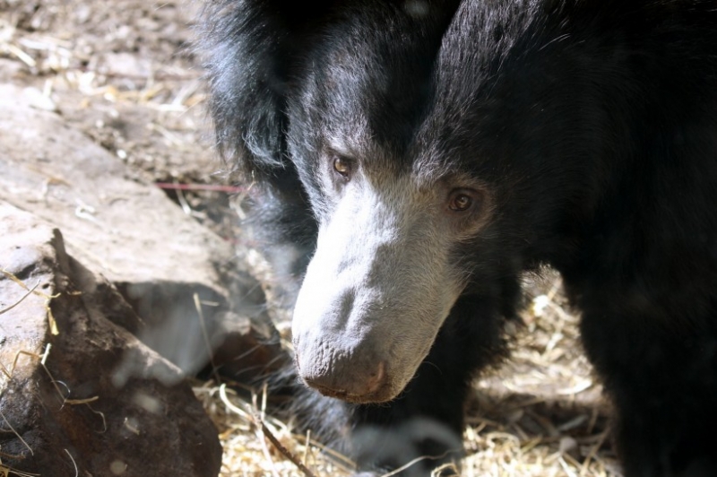 点击大图看下一张:日本萌物小黑熊图片