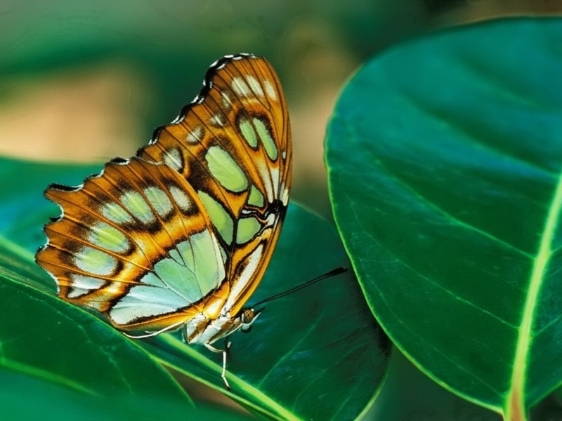 点击大图看下一张：色彩美丽蝴蝶图片大全