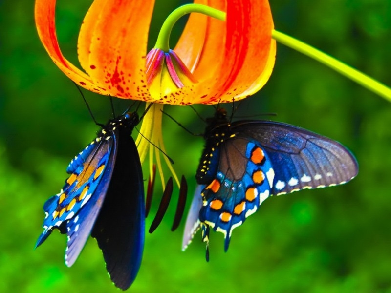 点击大图看下一张：色彩美丽蝴蝶图片大全