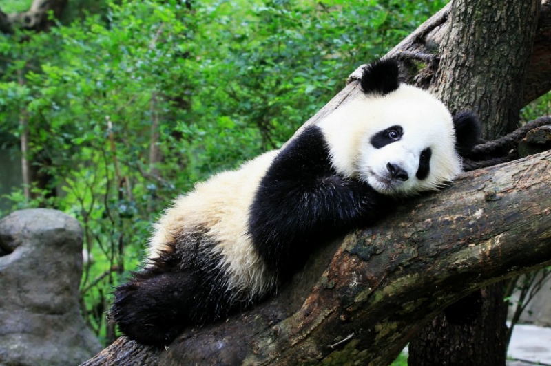 点击大图看下一张：淘气的宠物小熊猫图片合集