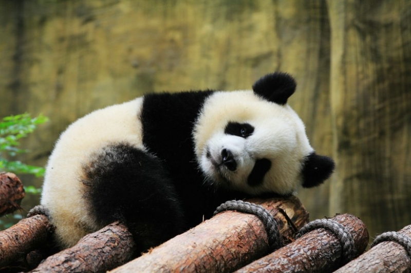 点击大图看下一张：淘气的宠物小熊猫图片合集