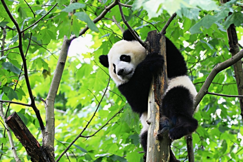 点击大图看下一张：淘气的宠物小熊猫图片合集