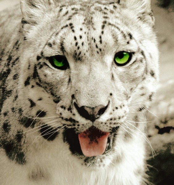 点击大图看下一张：凶猛的雪豹高清图片