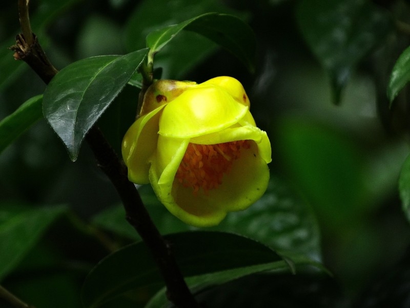 点击大图看下一张：金花茶图片