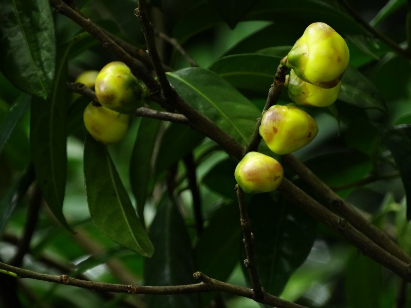 点击大图看下一张：金花茶图片