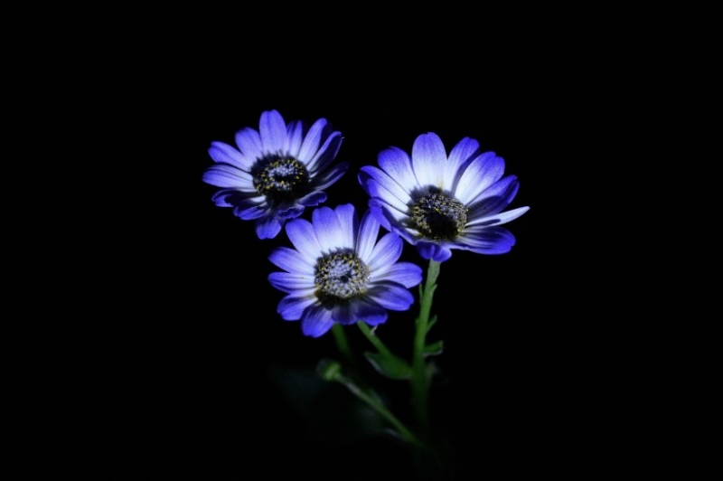 点击大图看下一张:蓝色瓜叶菊图片