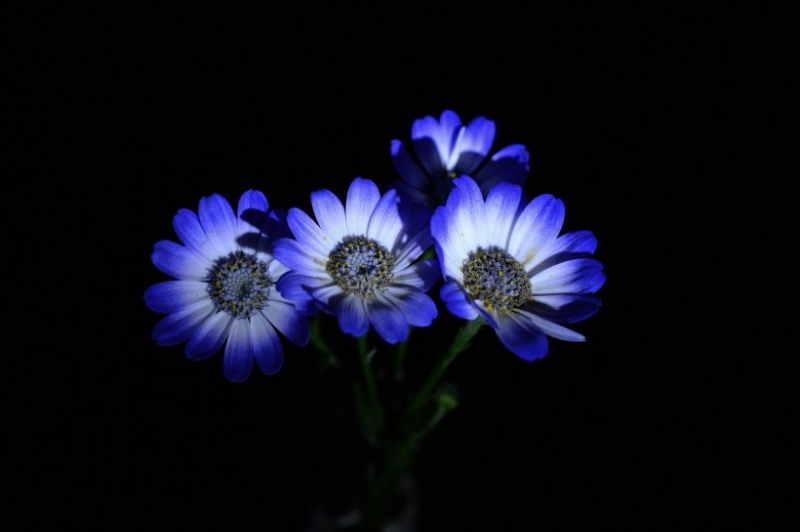 点击大图看下一张:蓝色瓜叶菊图片