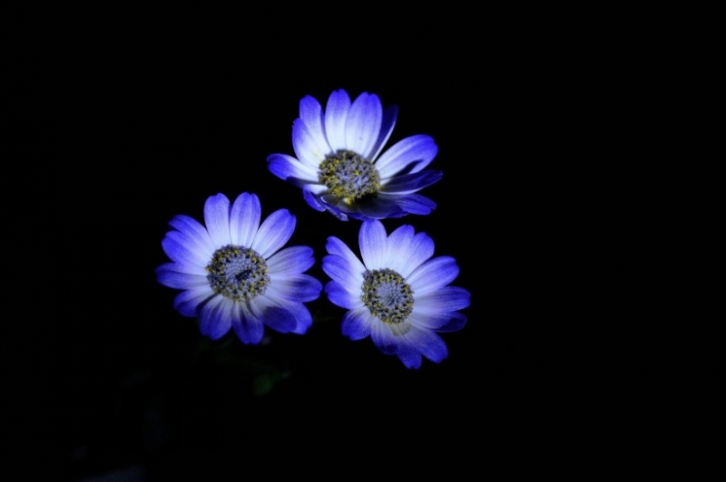 点击大图看下一张:蓝色瓜叶菊图片