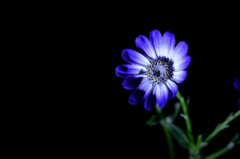 点击大图看下一张：蓝色瓜叶菊图片