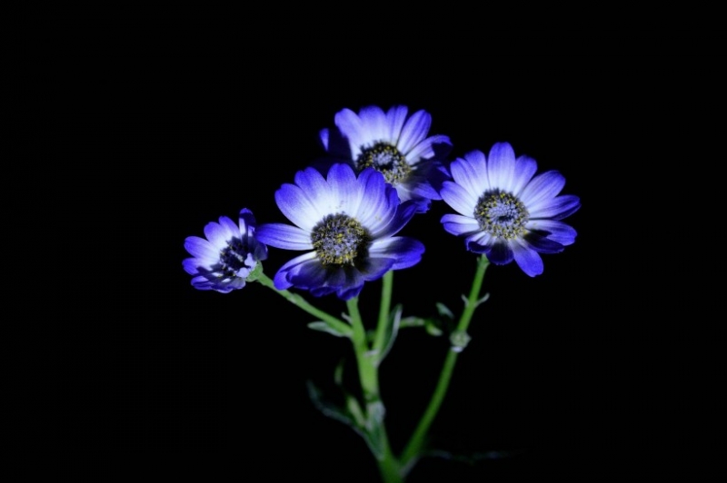 点击大图看下一张:蓝色瓜叶菊图片