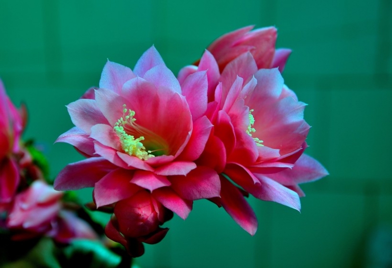 点击大图看下一张：令箭花图片