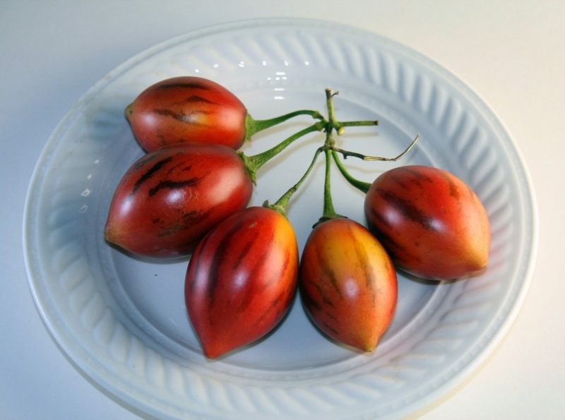 点击大图看下一张：树番茄图片
