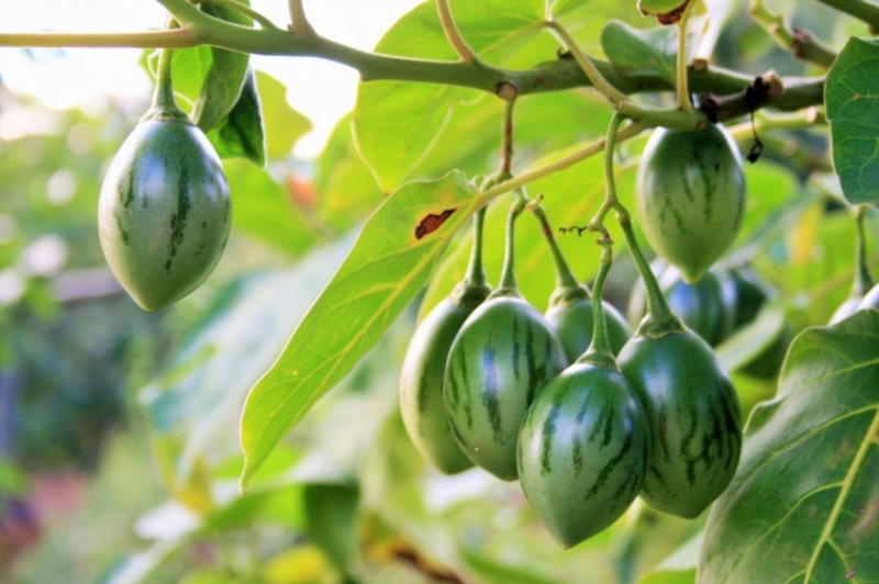 点击大图看下一张：树番茄图片