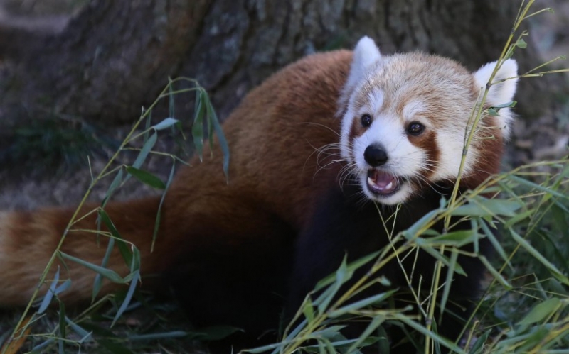 点击大图看下一张：呆萌小浣熊图片