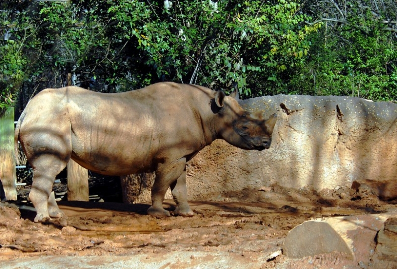 点击大图看下一张：非洲犀牛摄影图片