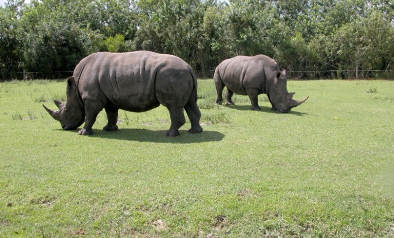 点击大图看下一张：非洲犀牛摄影图片