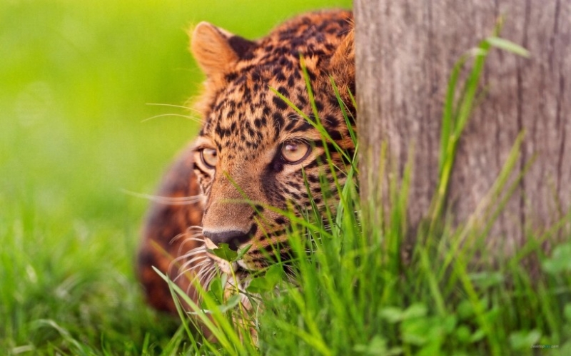 点击大图看下一张：矫健的豹子高清图片