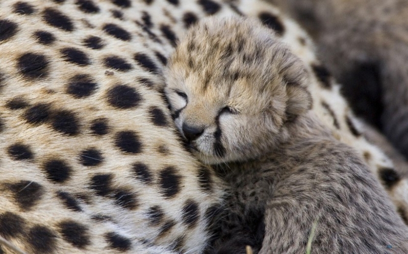 点击大图看下一张：矫健的豹子高清图片