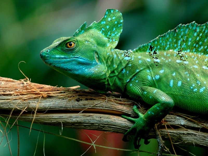 点击大图看下一张:稀有七彩变色龙图片合辑