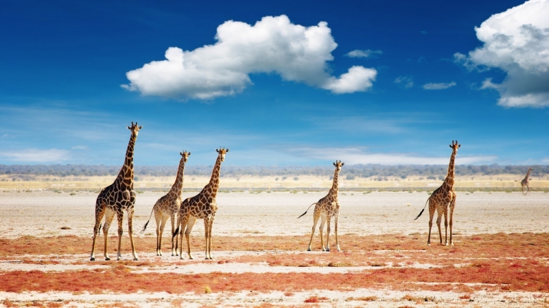 点击大图看下一张：悠闲的长颈鹿高清动物图片