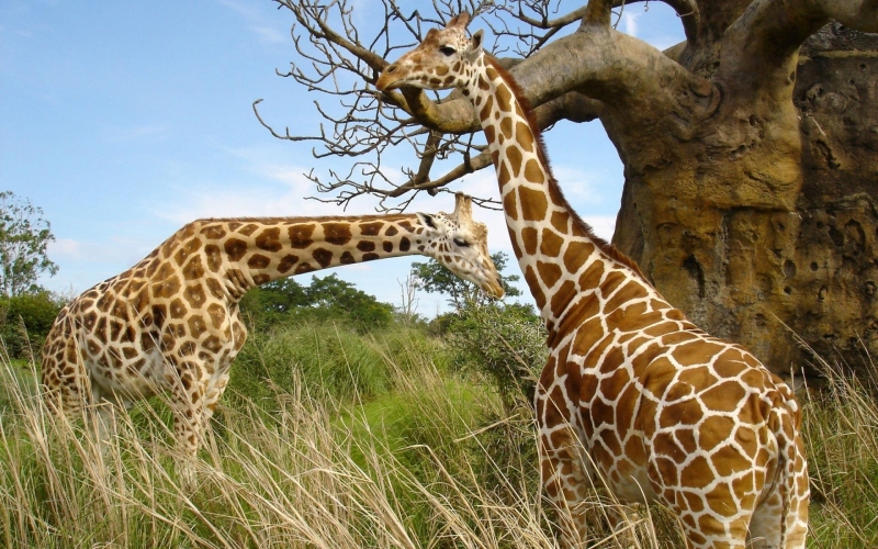 点击大图看下一张：悠闲的长颈鹿高清动物图片