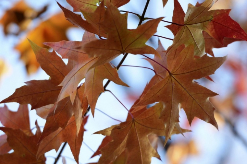 点击大图看下一张：枫叶图片