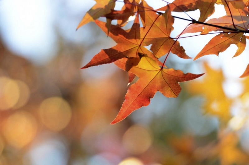 点击大图看下一张：枫叶图片