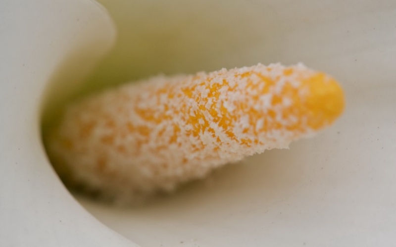 点击大图看下一张：海芋花图片